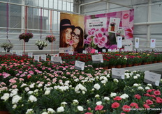 These three new concept are born out of the success of the Pink Kisses concept.